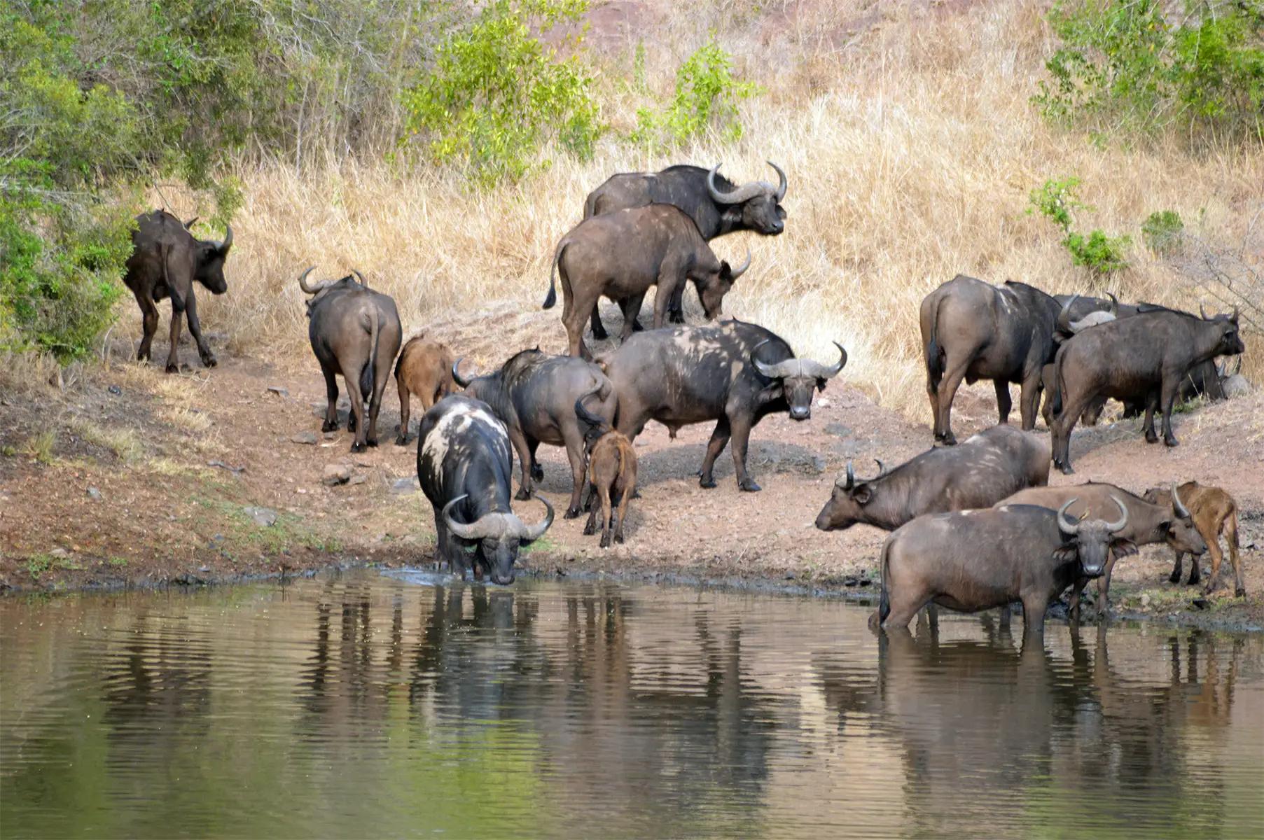Bayala Private Safari Lodges