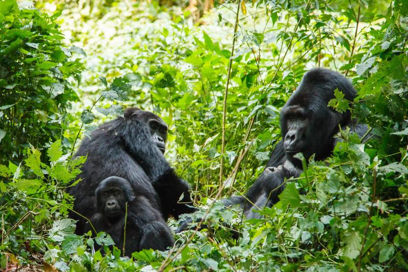  4-Day Mystical Gorilla Trekking Adventure