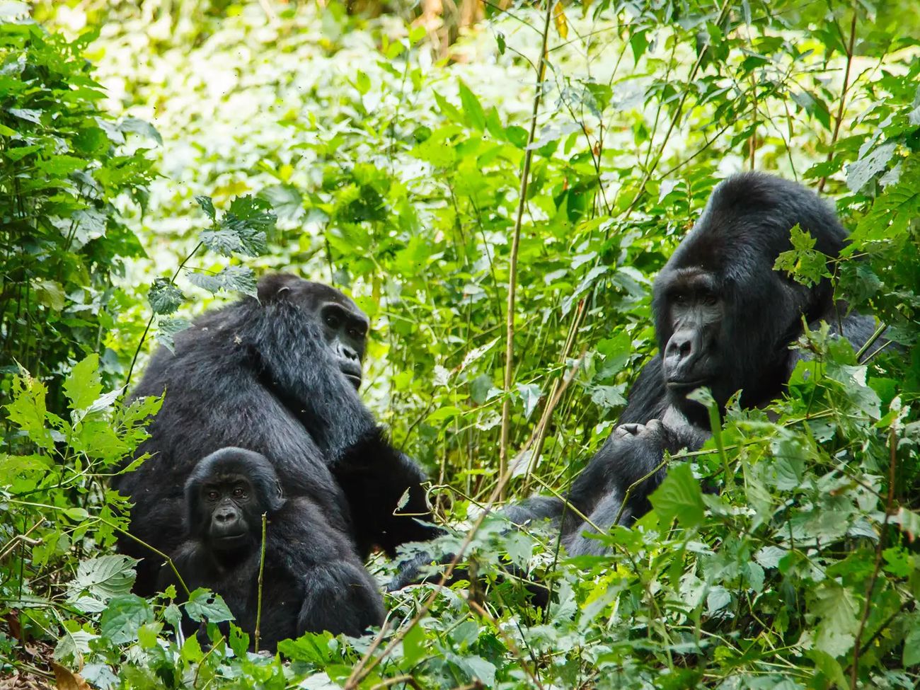 4-Day Mystical Gorilla Trekking Adventure