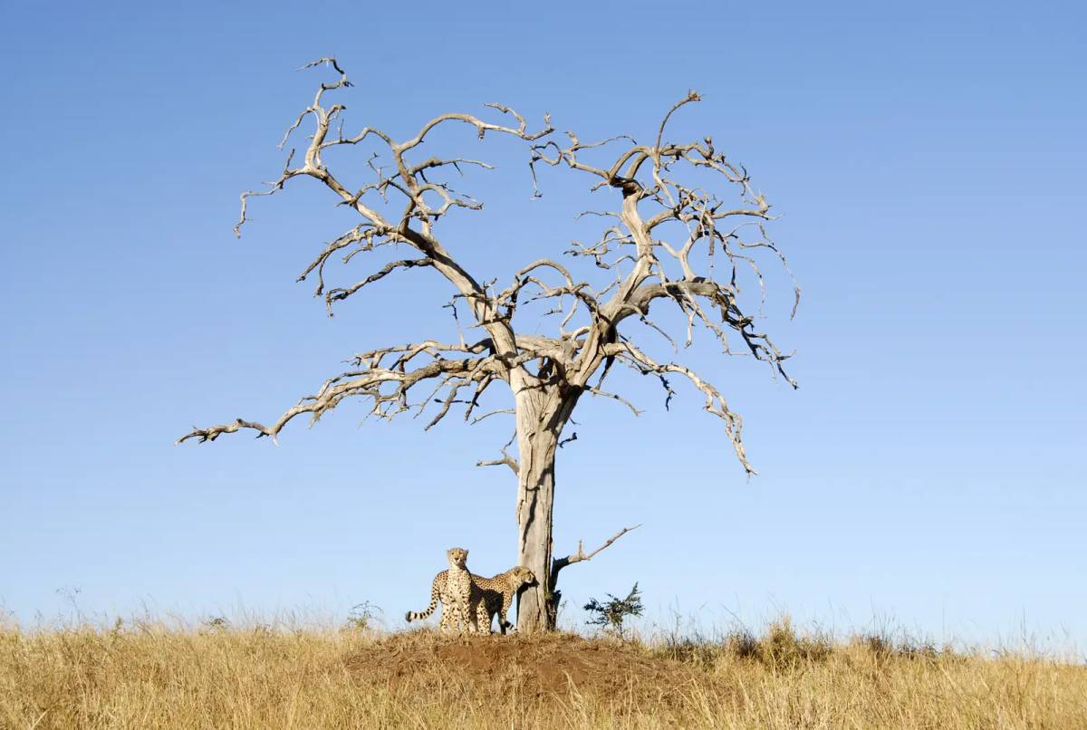 Phinda Private Game Reserve