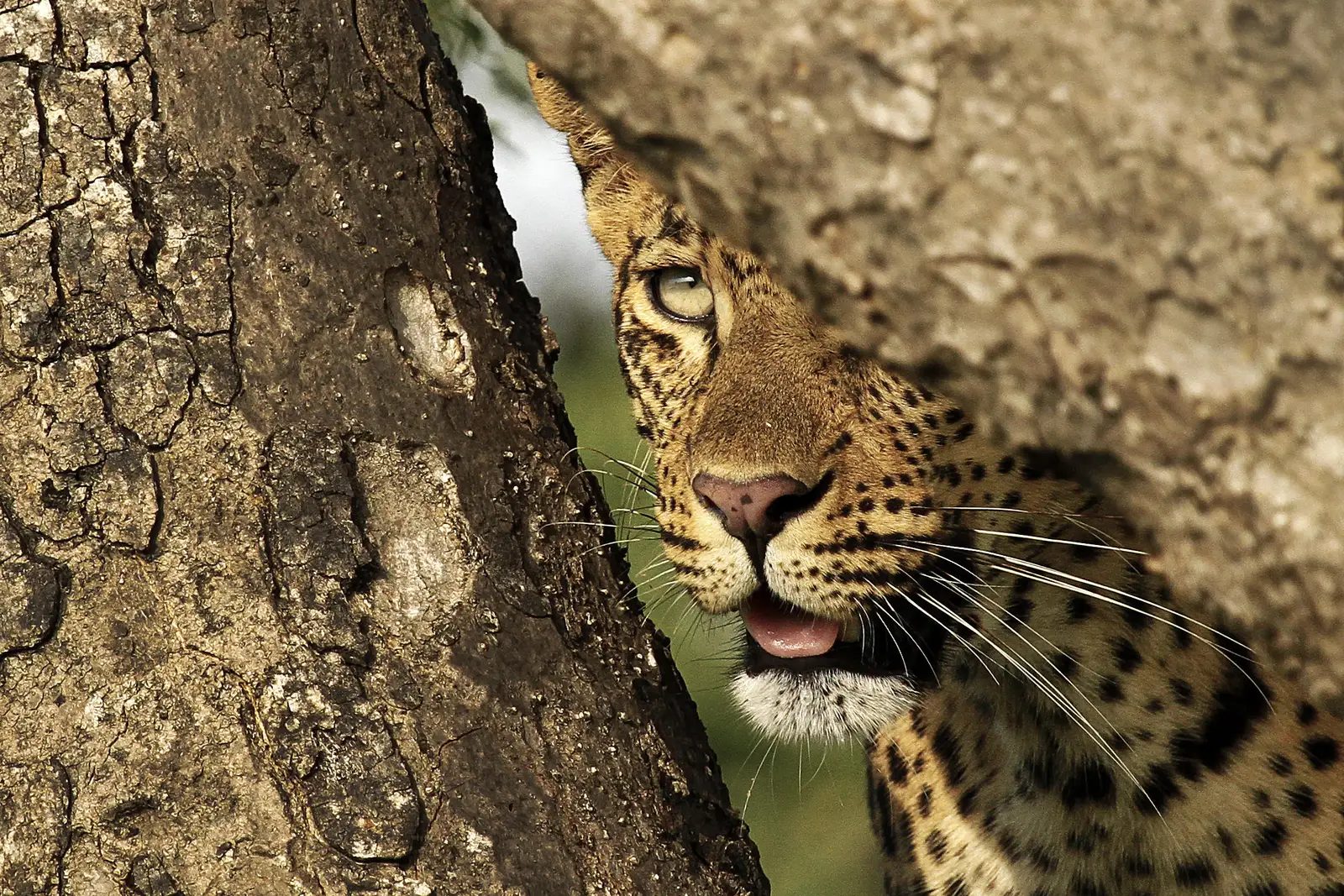 A leopard peering from behind a tree in the Sabi Sand
