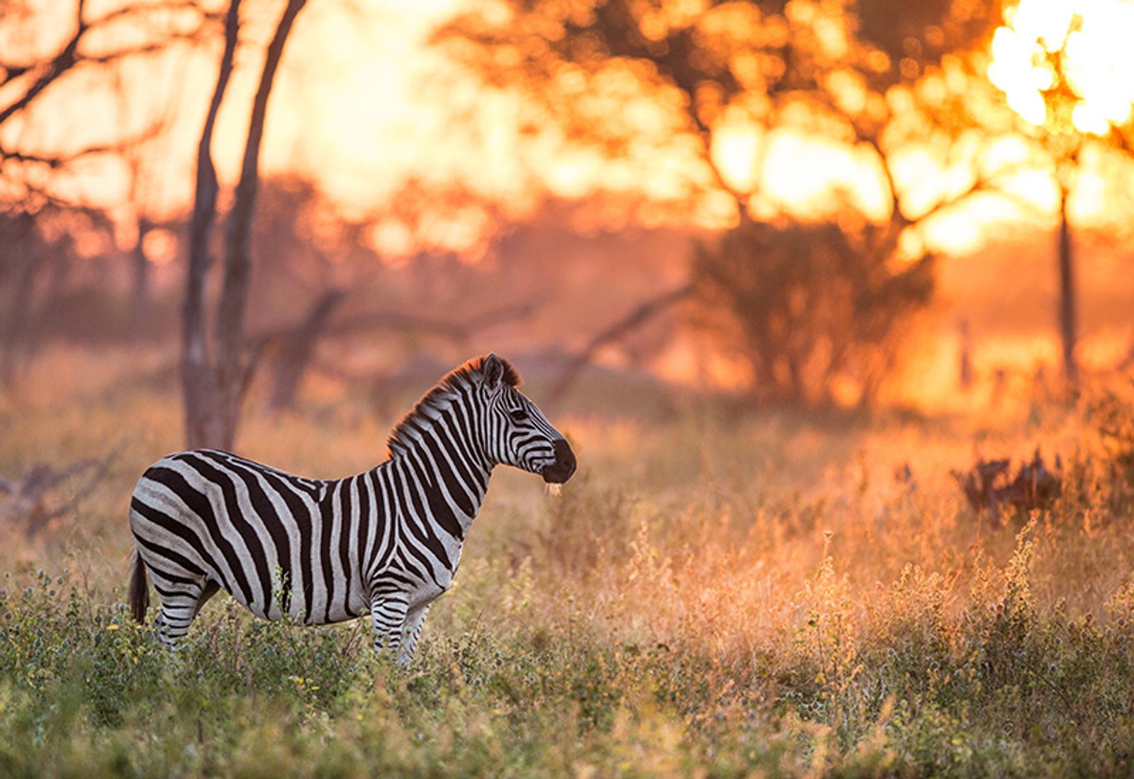 Lone zebra grazing in the bush - animals in Botswana