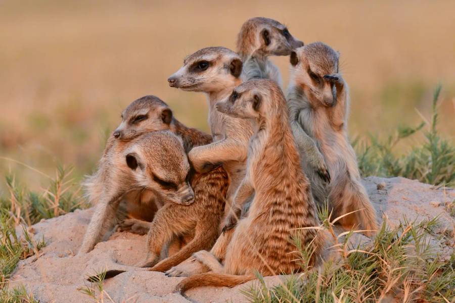 Makgadikgadi Pans 