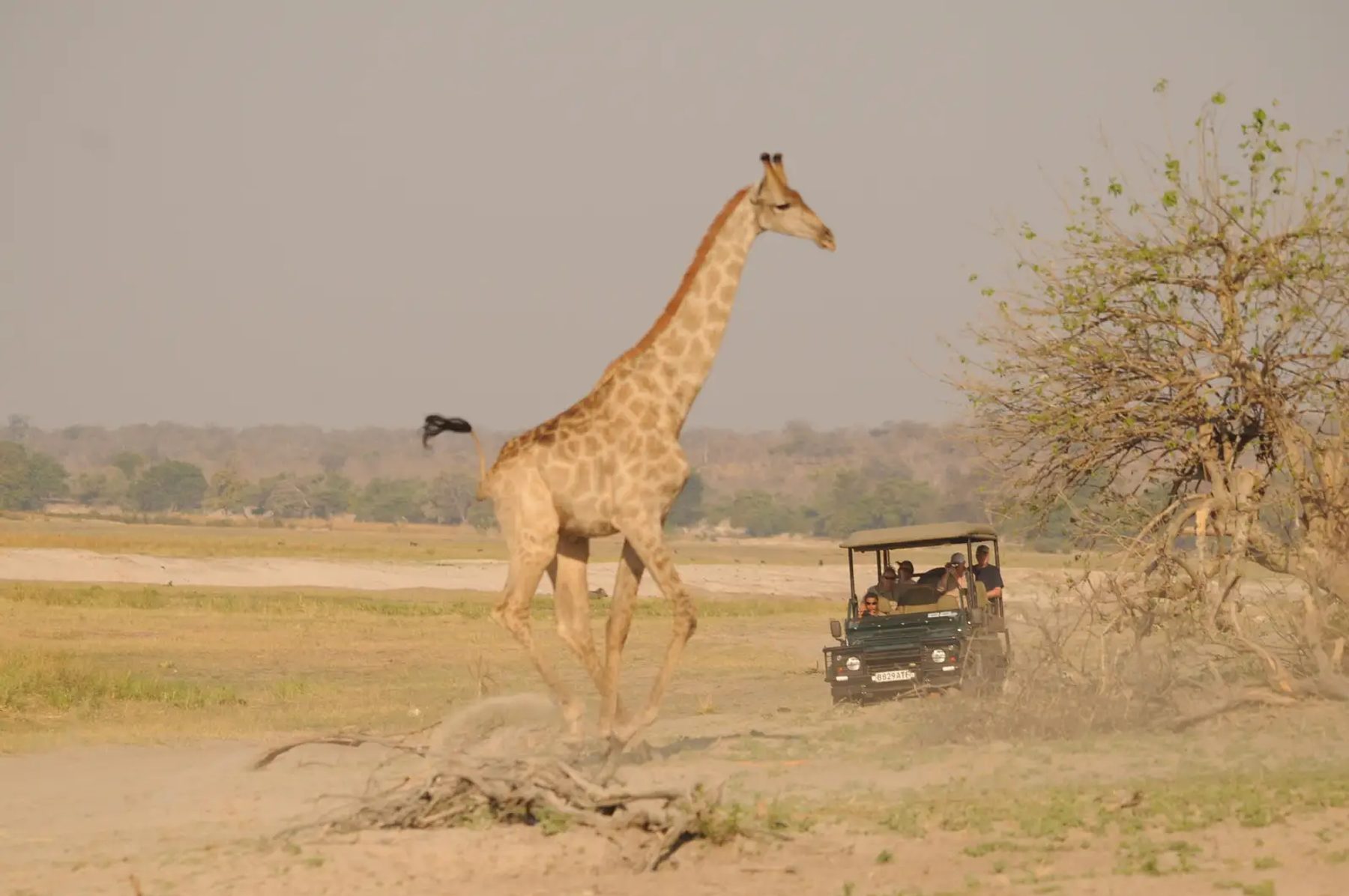 Machaba Safaris