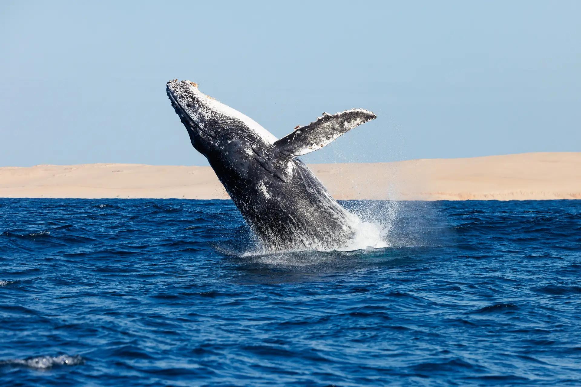 Kisawa Mozambique