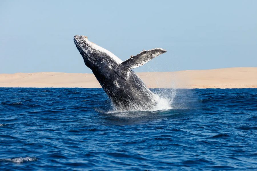 Kisawa Mozambique