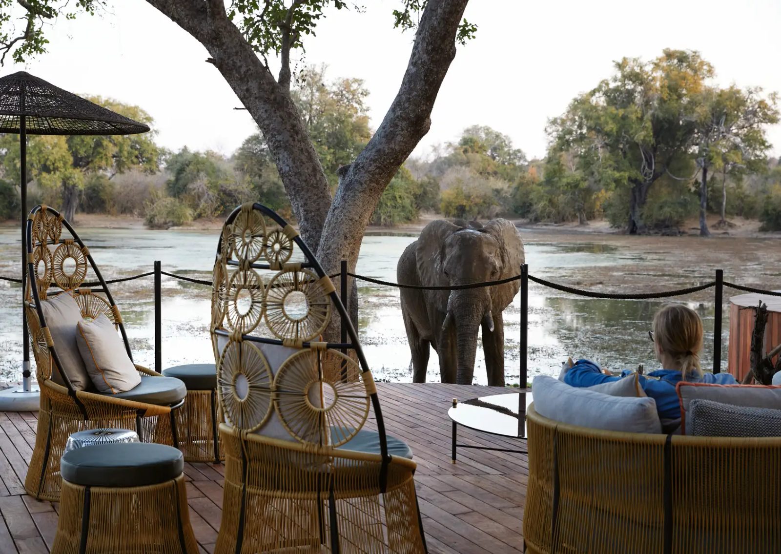 A large elephant visiting Molori Mashuma