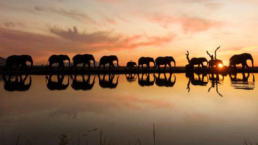 Jabulani Safari