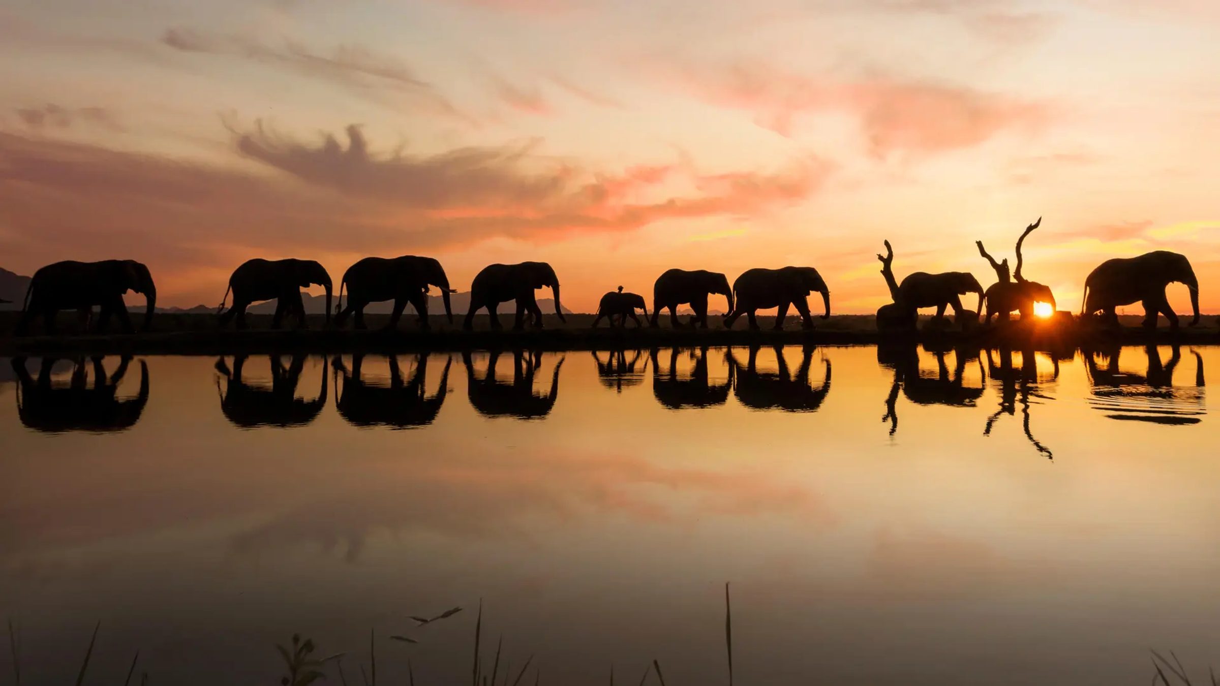 Jabulani Safari