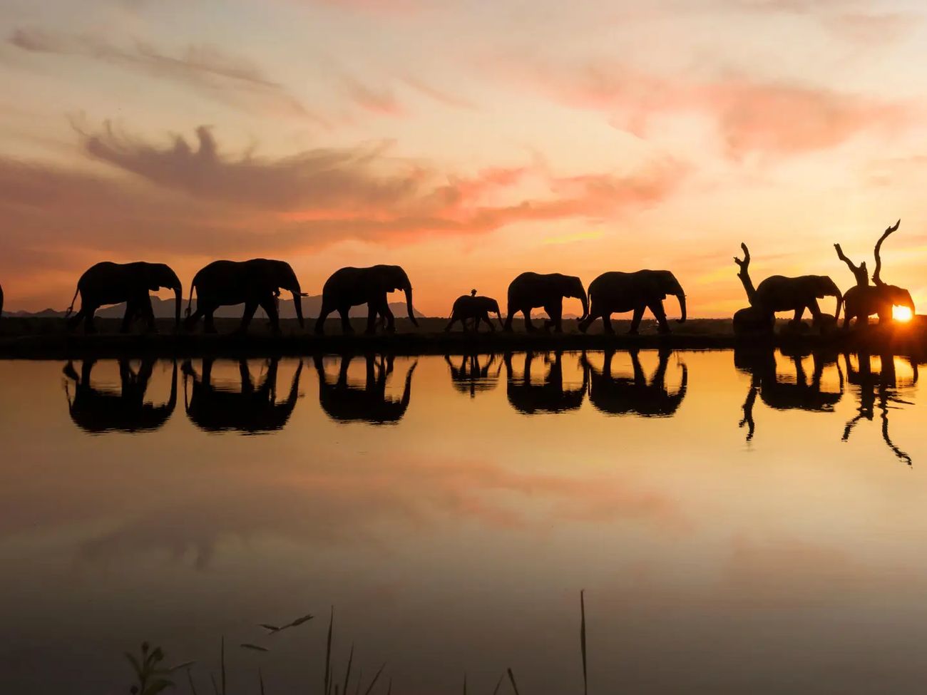 Jabulani Safari