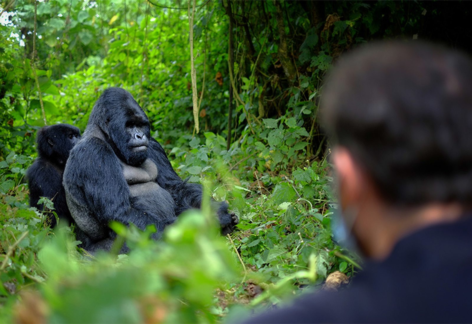 Visitor observing a mountain gorilla family