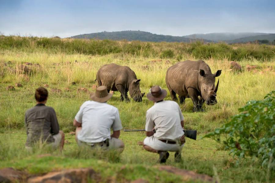 Walking Safaris