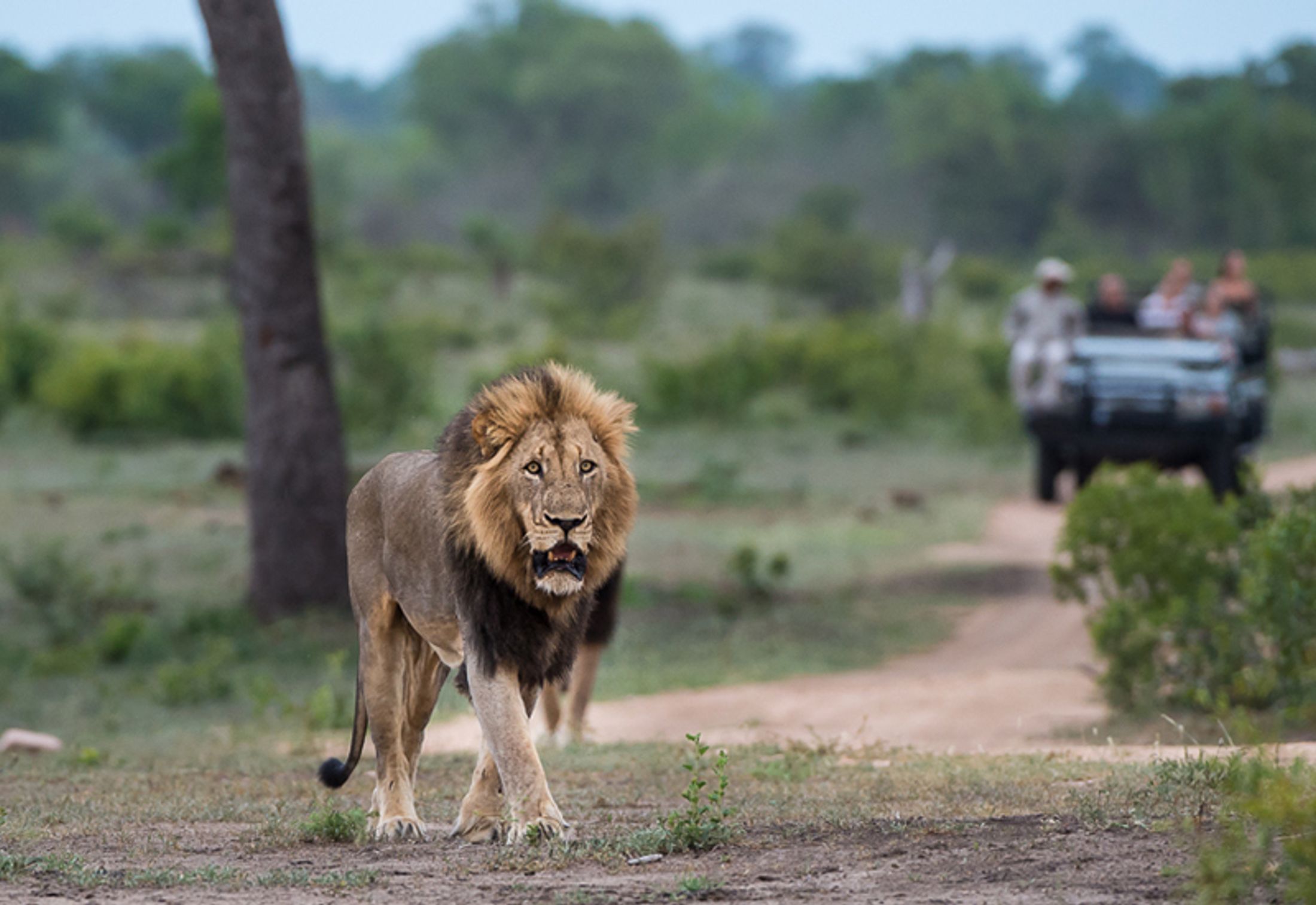 Top 10 South Africa Safari Tours Not to be Missed!