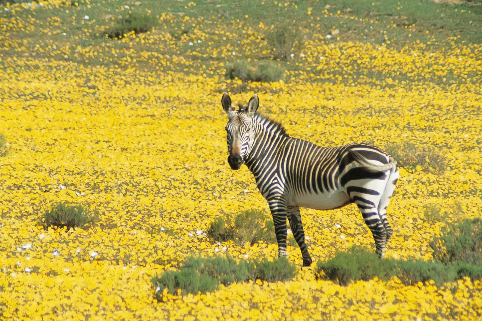 Bushman's Kloof