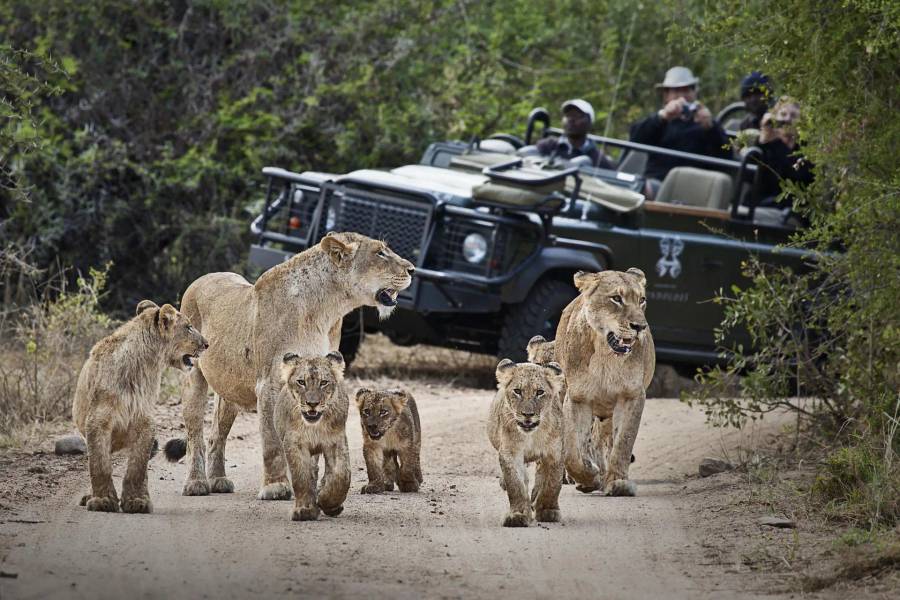 4-Day Fly-In Londolozi Tree Camp Safari