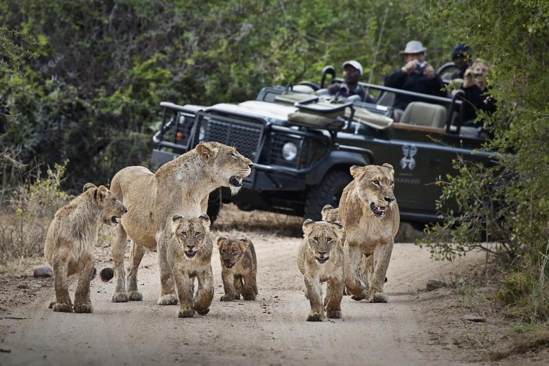 4-Day Fly-In Londolozi Tree Camp Safari