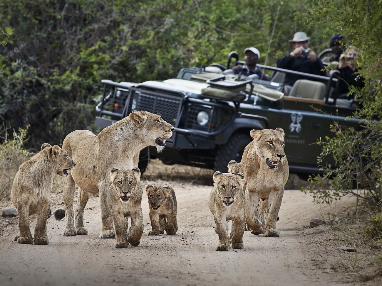 4-Day Fly-In Londolozi Tree Camp Safari