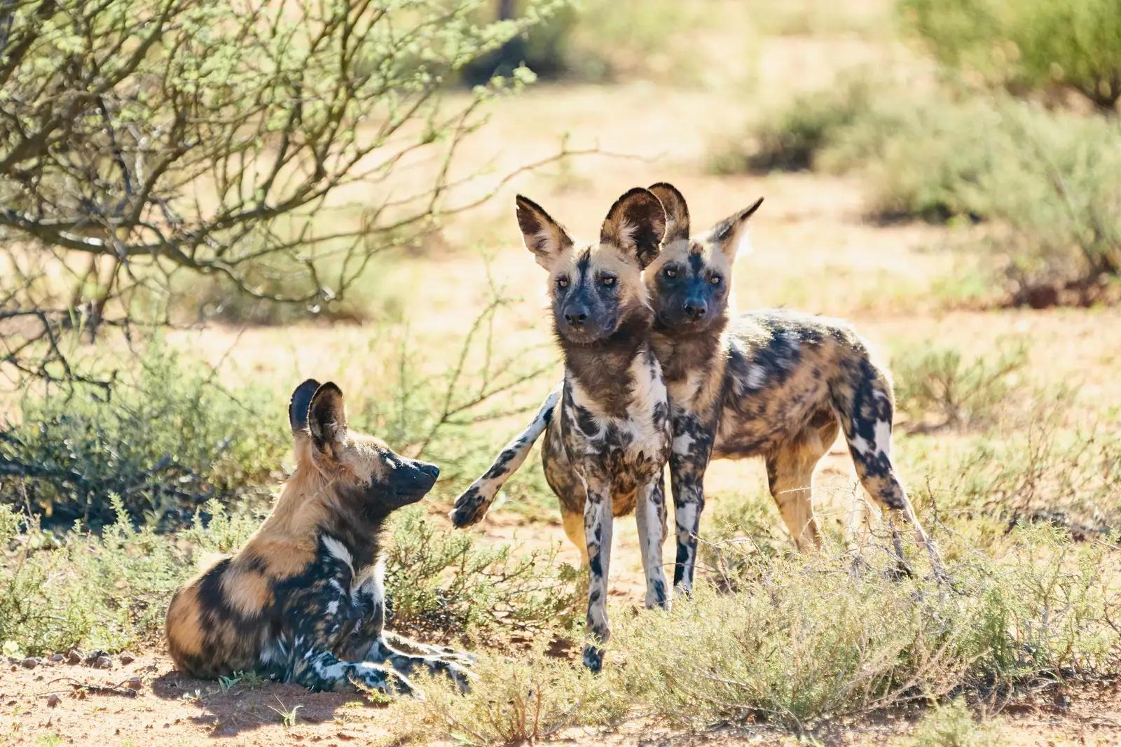 11 Day Cape Town, Tswalu and Kruger 