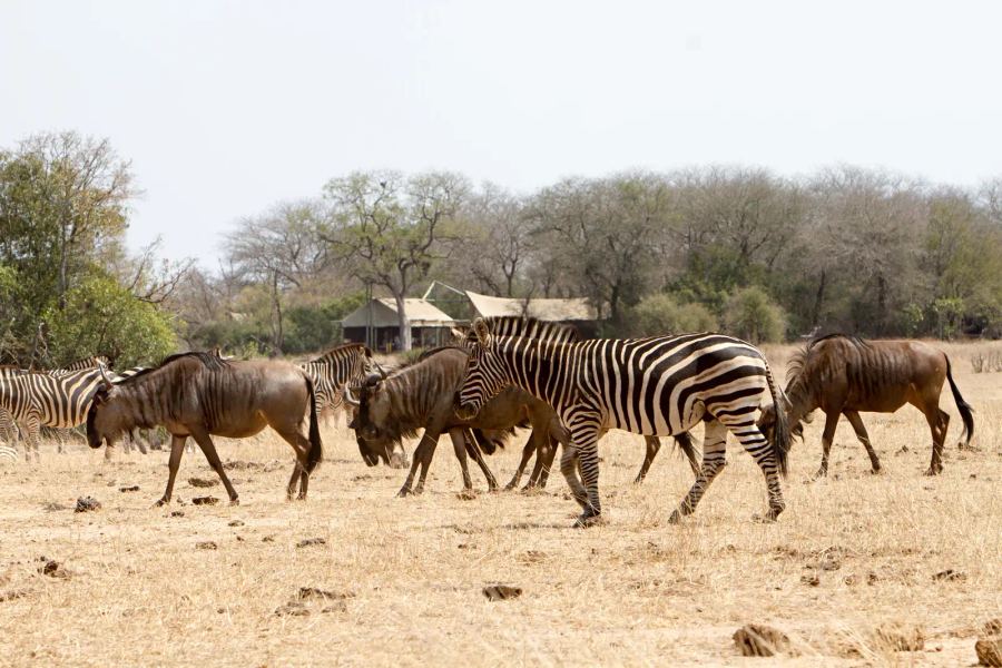 Plains Camp @ Rhino Walking Safaris