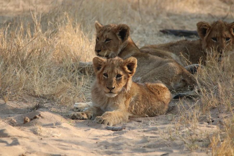 Waterbuck Lodge