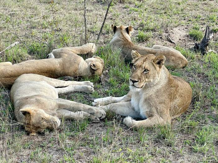 A Florida guest's unforgettable safari journey through Cape Town, Victoria Falls, and Sabi Sands, featuring close encounters with rhinos, giraffes, and lions at Dulini Moya Lodge