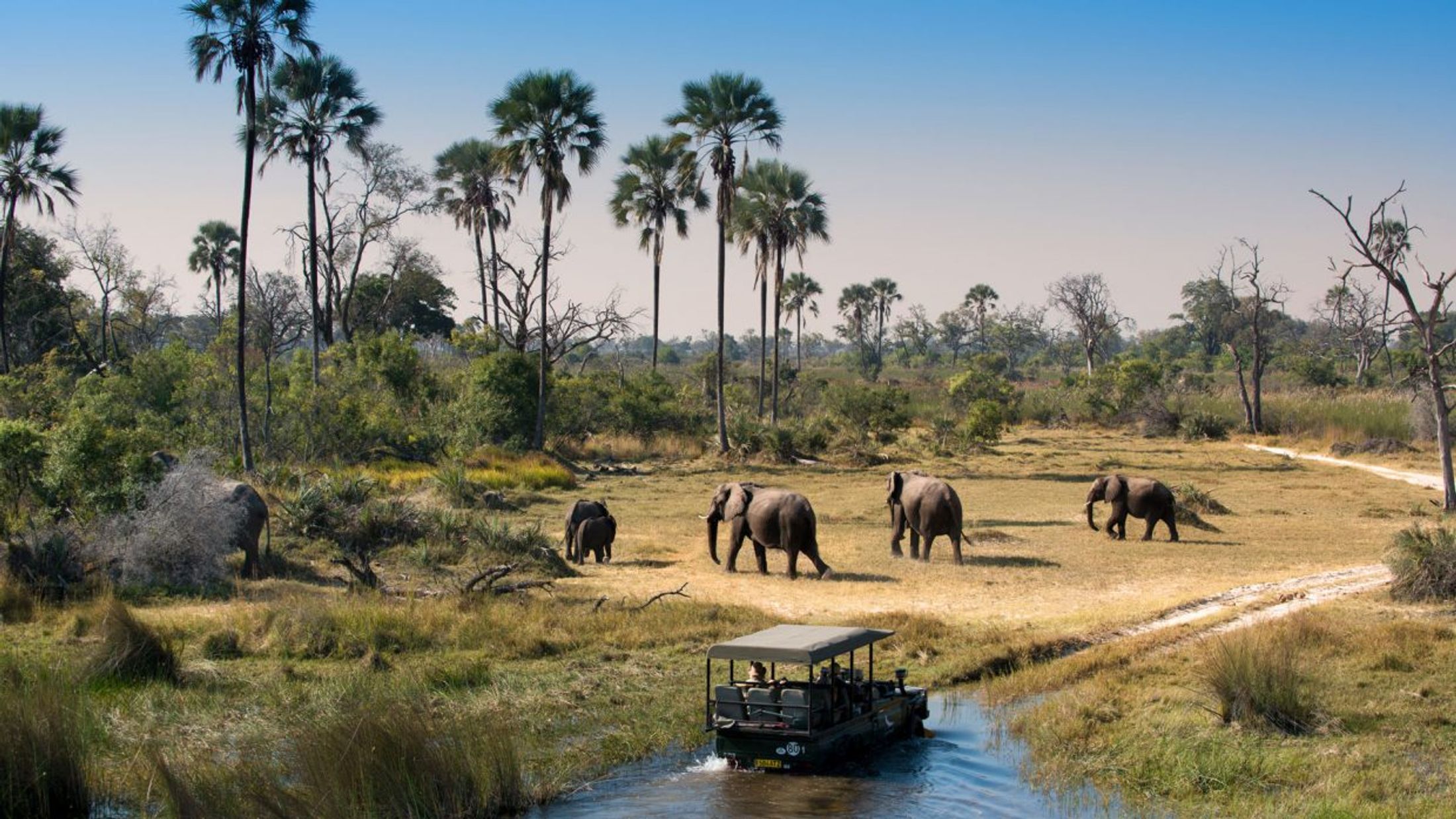 Most Likely Animals You'll See in Botswana