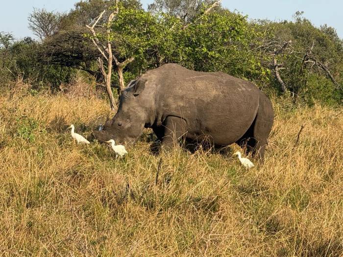 Our guests from the US had an unforgettable family safari at Phinda Mountain Lodge in KwaZulu-Natal, where they enjoyed exceptional game viewing on both game drives and guided bush walks.