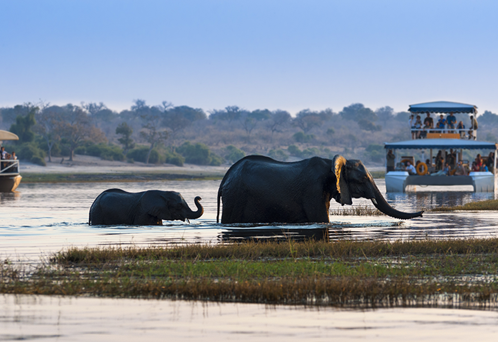 Boat cruises on the Chobe River with sighting of elephants bathing