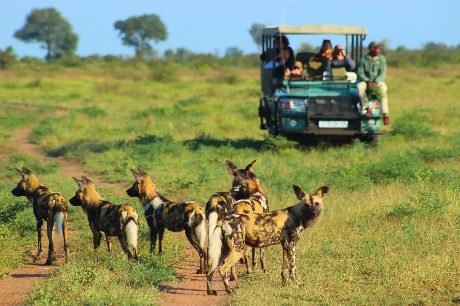 5 Day Luxury Kruger Park & Sabi Sand Safari 