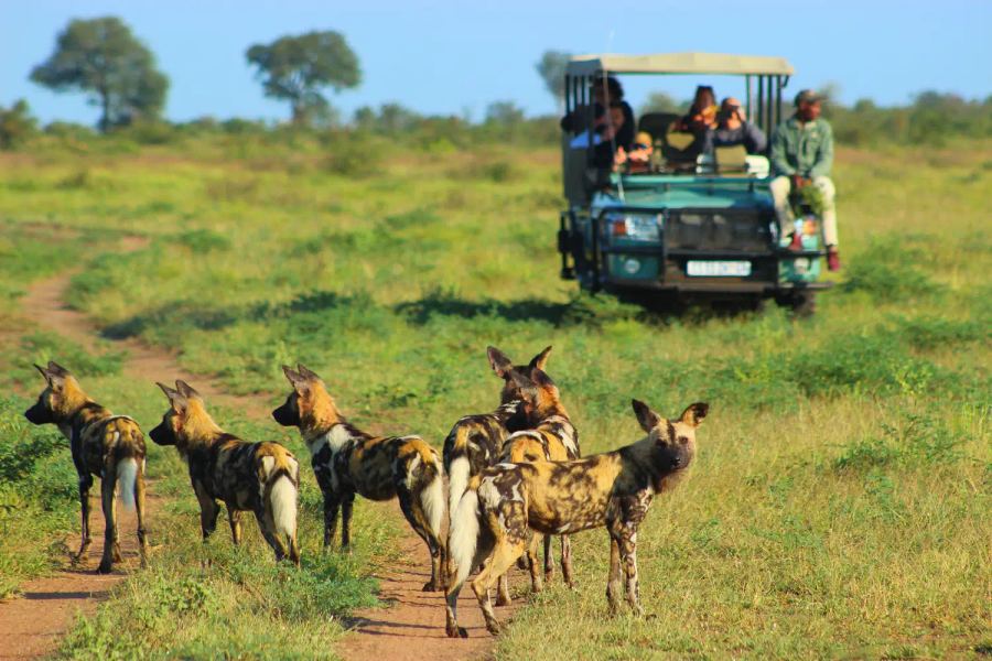5 Day Luxury Kruger Park & Sabi Sand Safari 