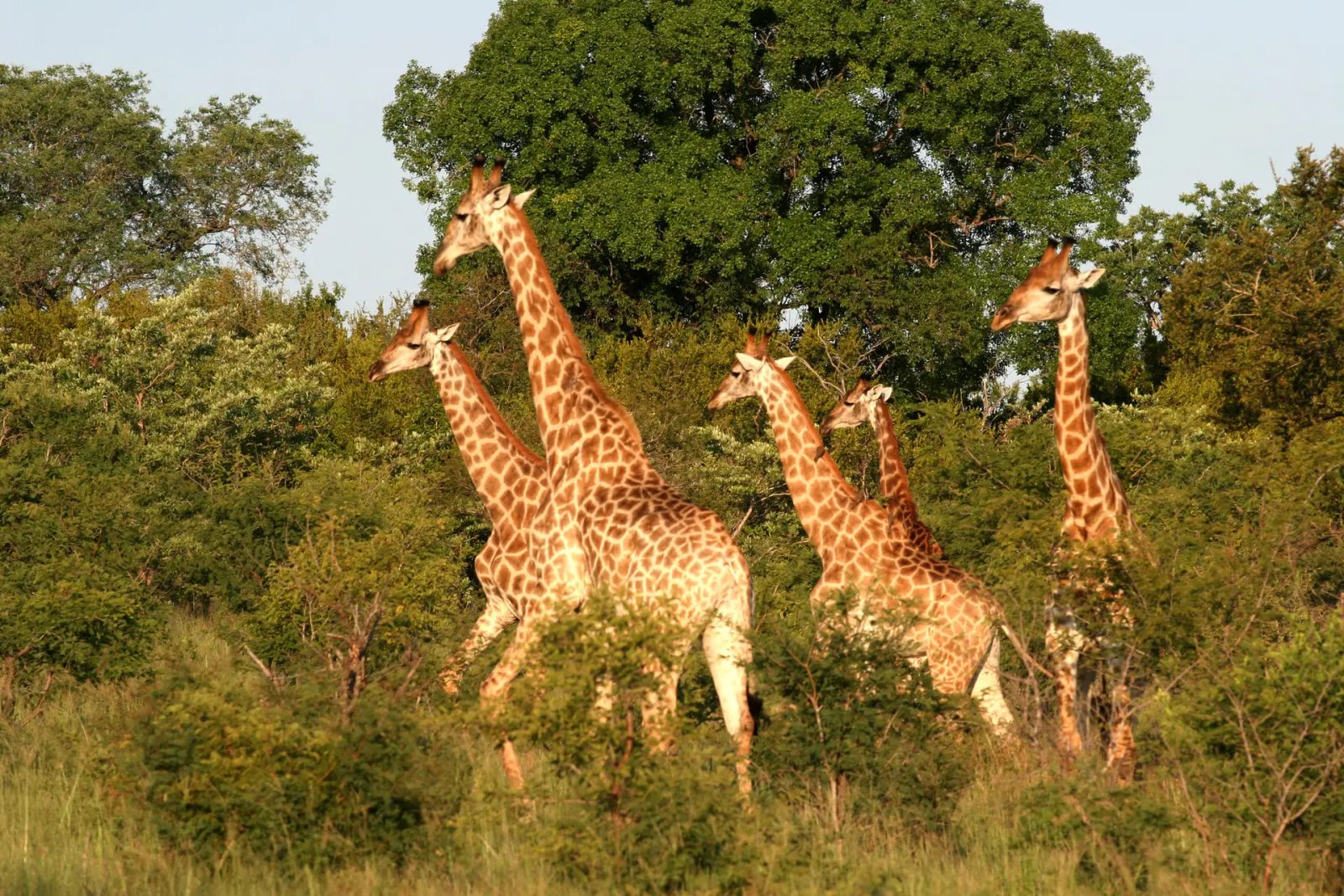 Giraffes in Kruger National Park