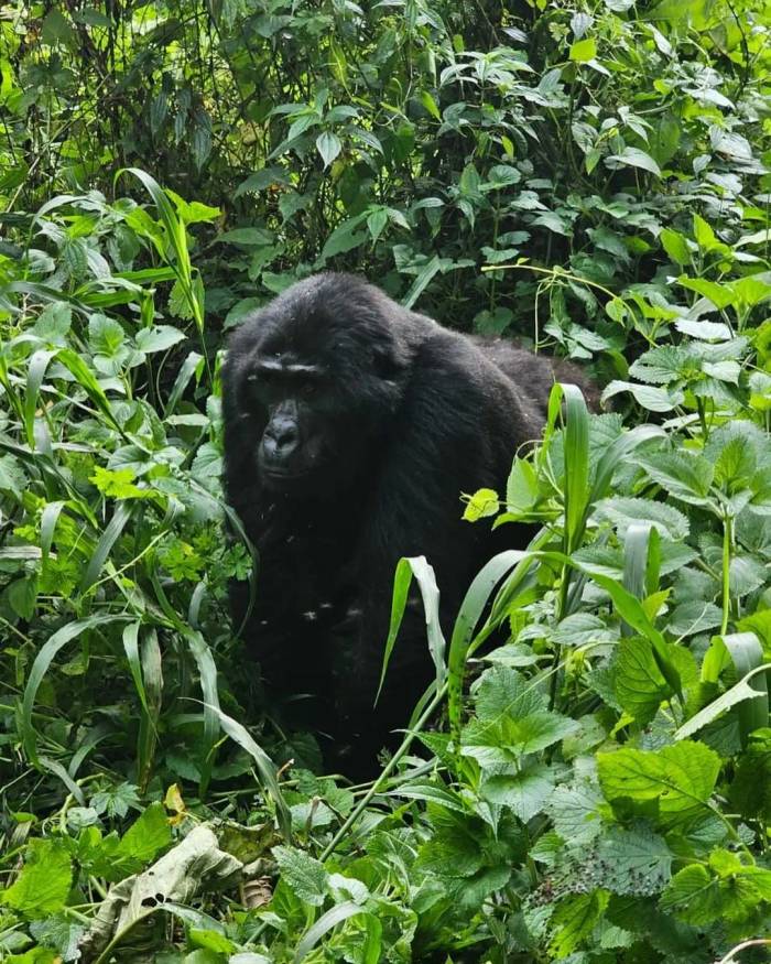 Our guests captured these great pics while staying at Gorilla Leisure Lodge in the heart of Uganda