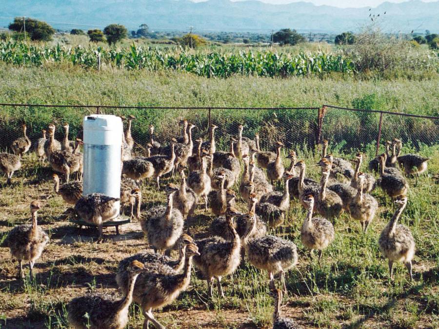 Oudtshoorn