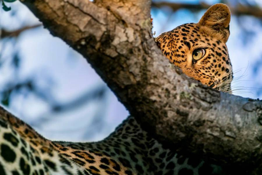 Thornybush Game Reserve