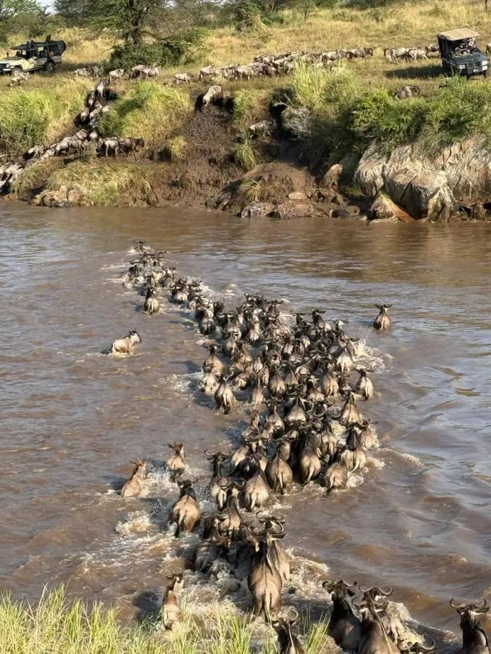 Our guests from the US experienced a Northern Serengeti safari and witnessed the dramatic wildebeest crossing firsthand." When the wildebeest busted through the bushes next to our truck we were stunned. "