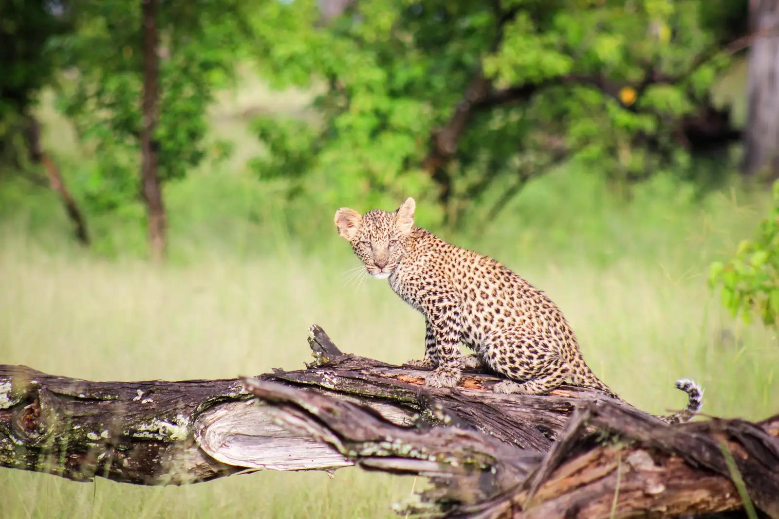 Camp Moremi