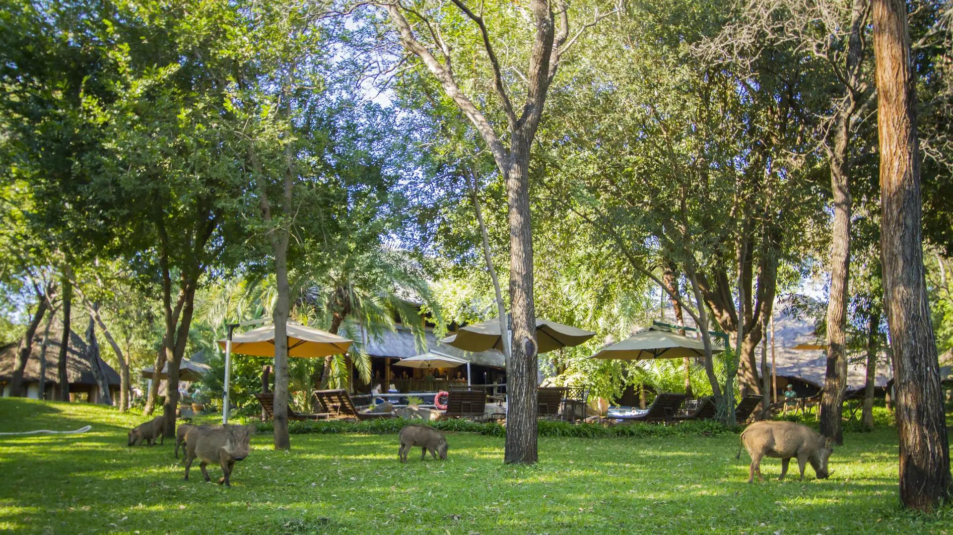 Lokuthula Lodges 