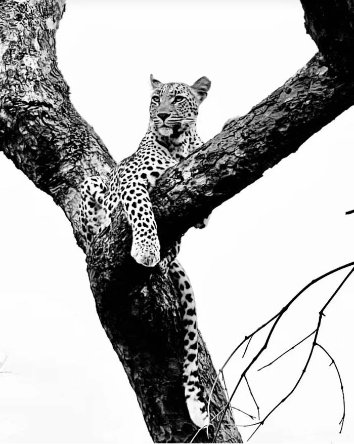 Our guests from North Carolina described their stay at Sabi Sabi Bush Lodge, near Kruger National Park as their most incredible adventure. Their unforgettable South Africa experience inspired them to return with family and consider a third trip