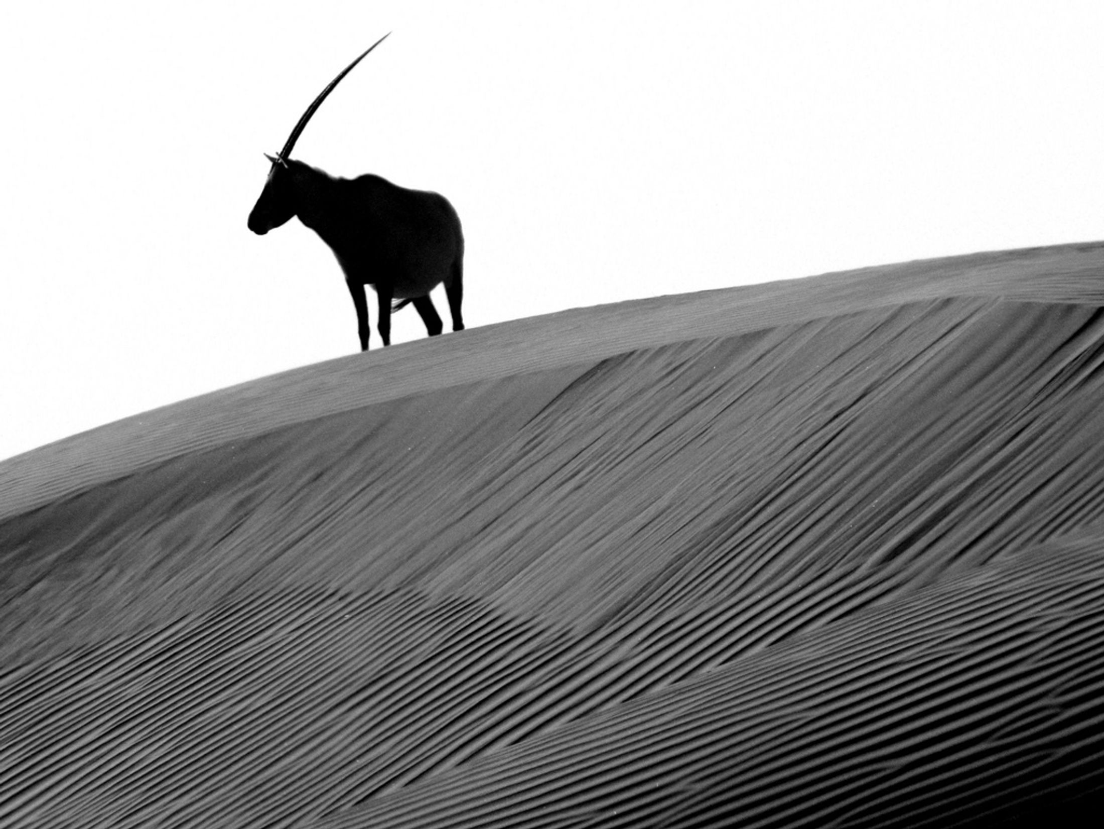 Most Likely Animals To See In Namibia