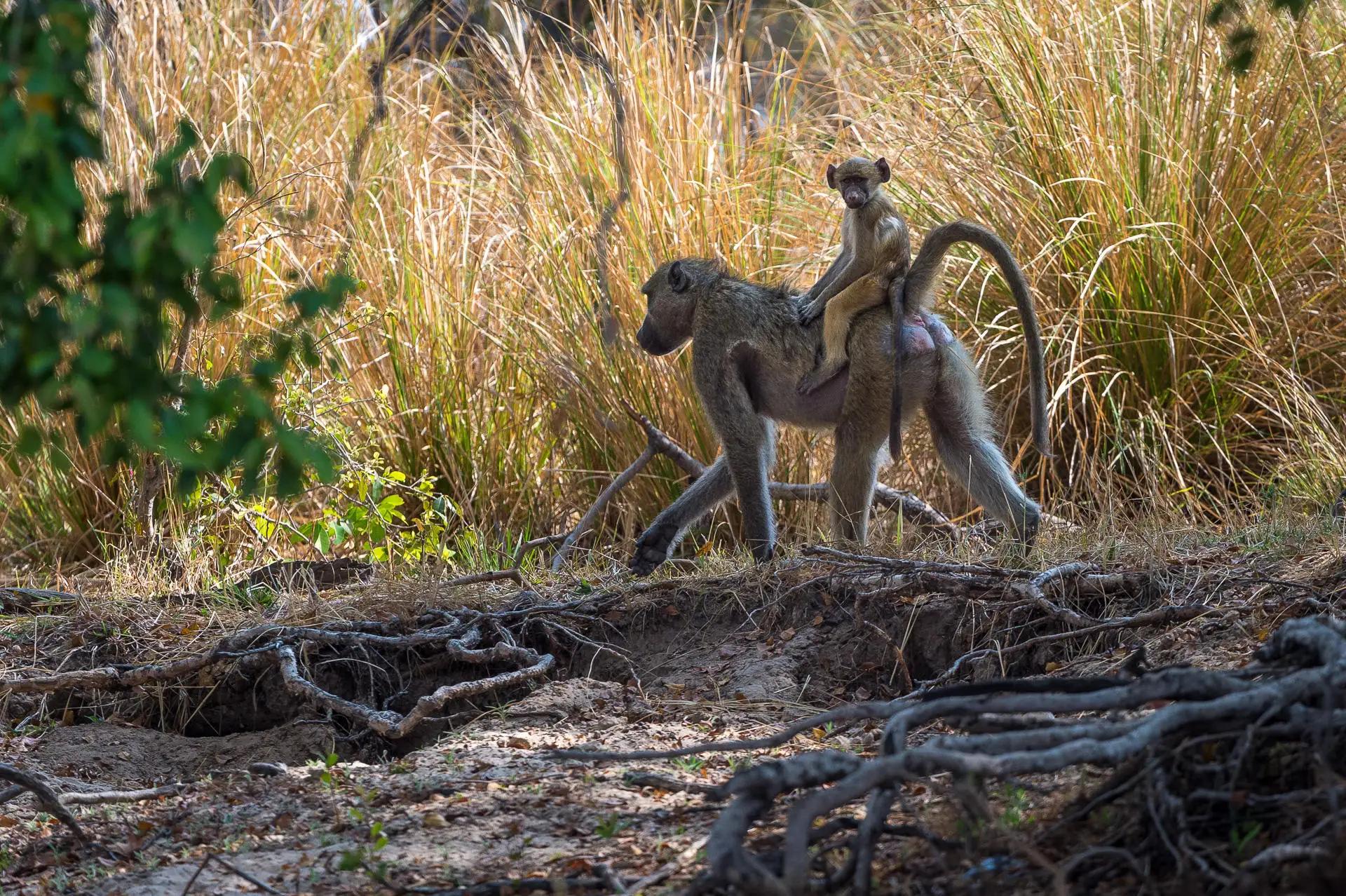 Toka Leya Safari Camp