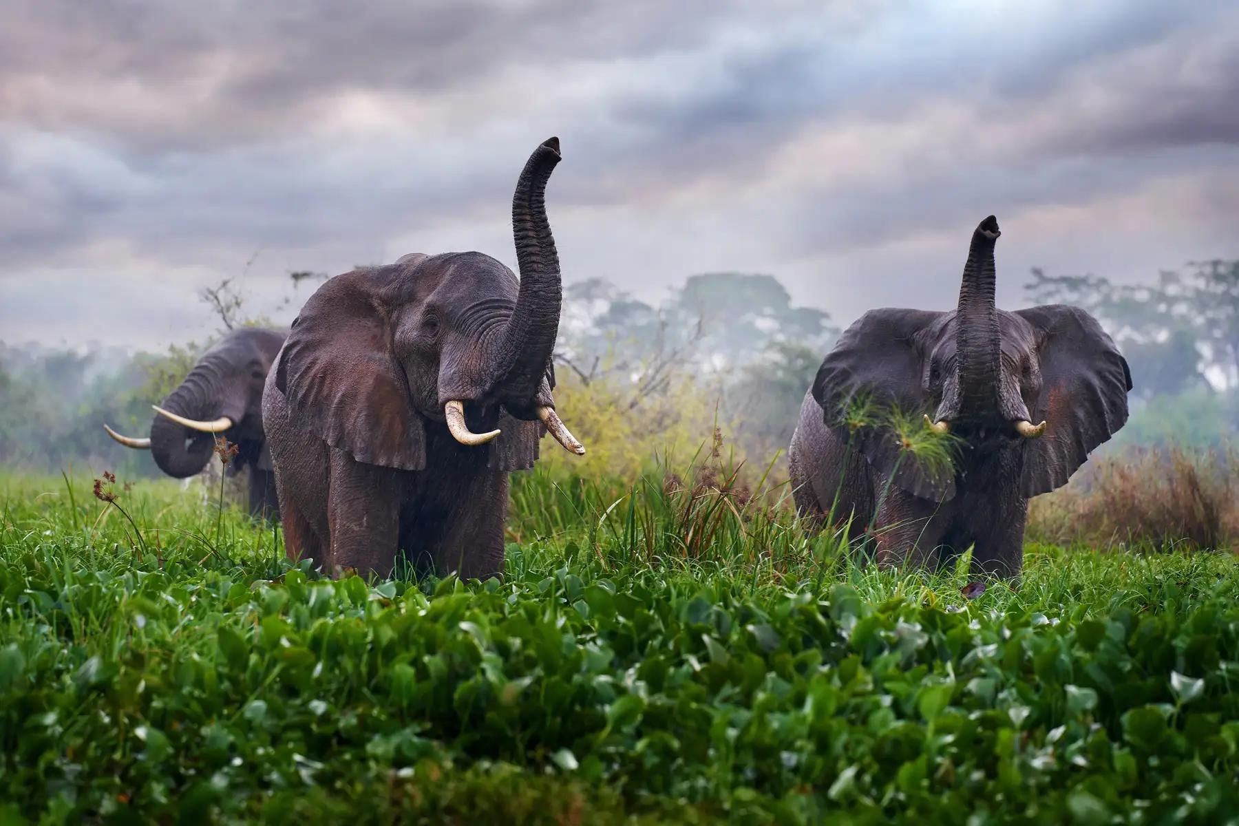 Africa’s Secret Season