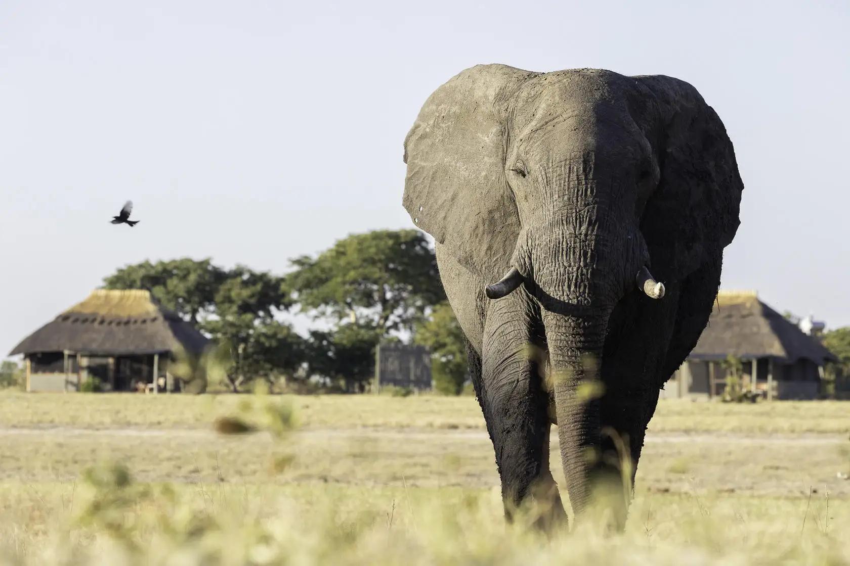 Camp Hwange