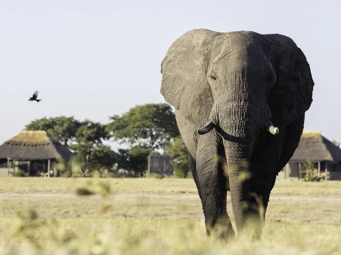 Camp Hwange