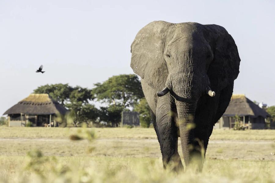 Camp Hwange