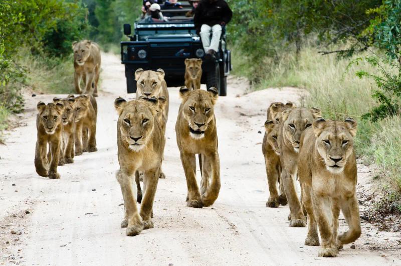 5 Day Sabi Sabi Bush Lodge Package