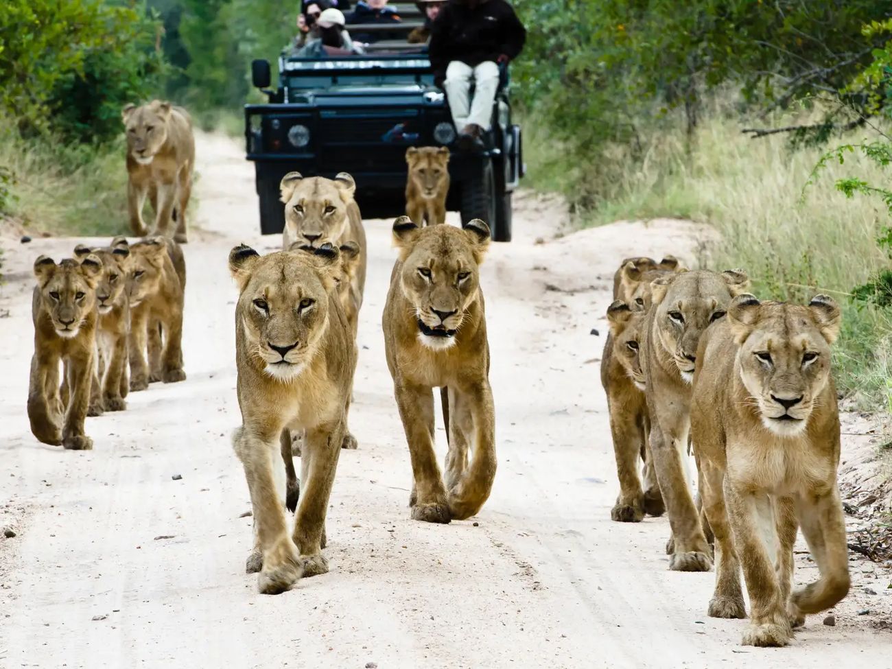 5 Day Sabi Sabi Bush Lodge Package