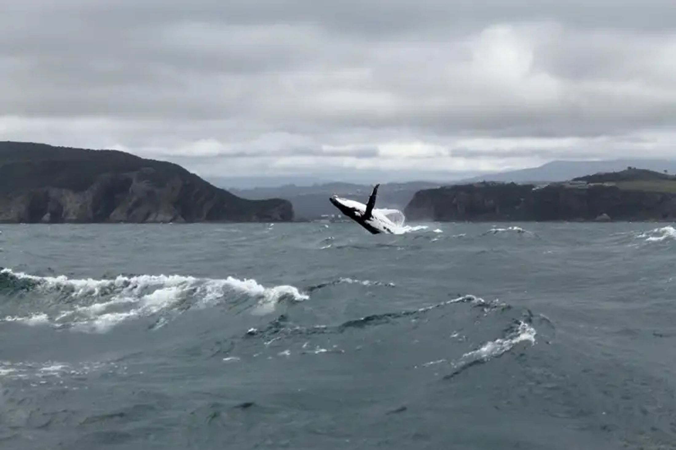 Whale Watching: A Road Trip Along South Africa’s Coastline