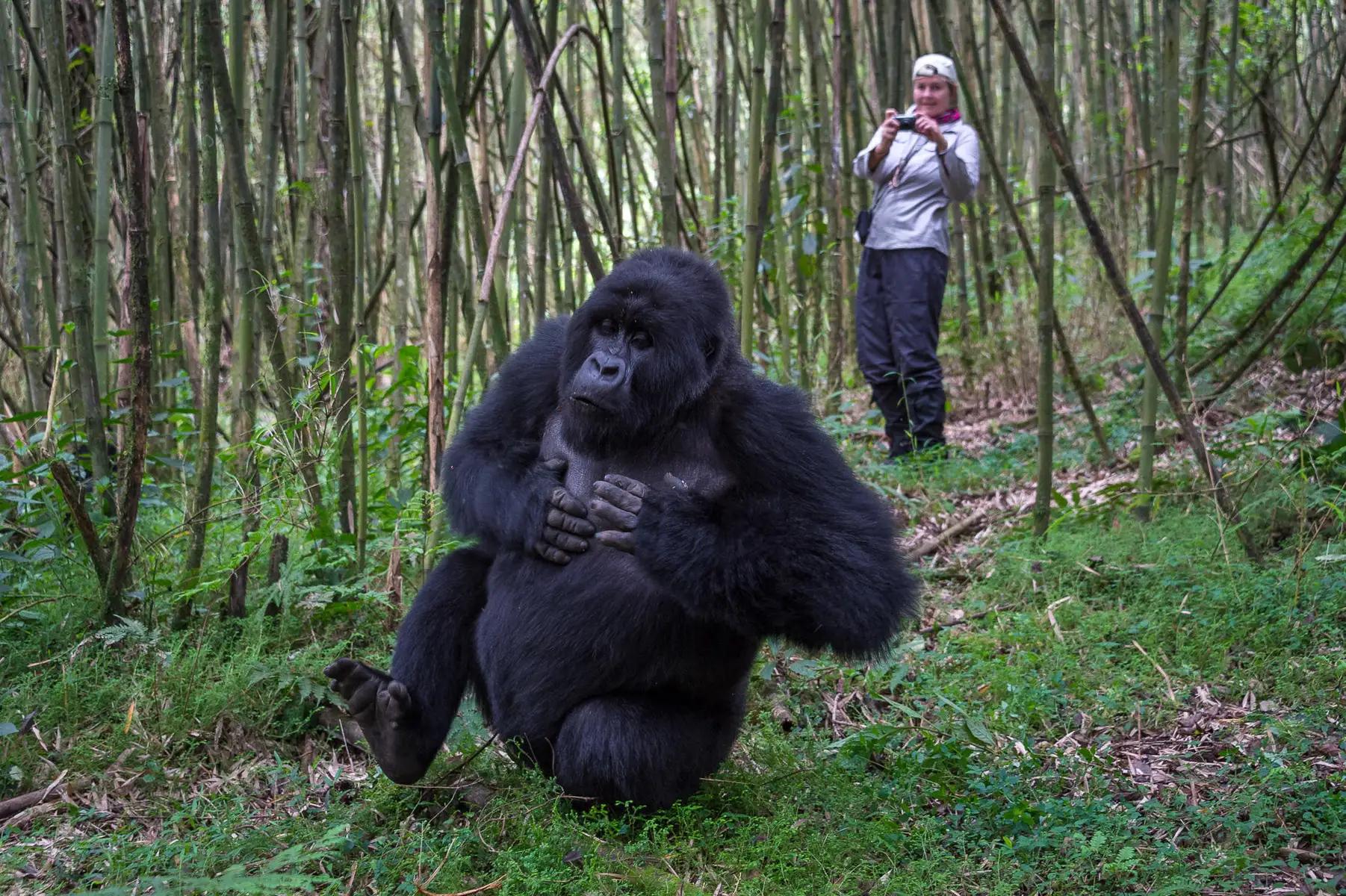 A Guide to Meeting the Mountain Gorillas: Uganda & Rwanda