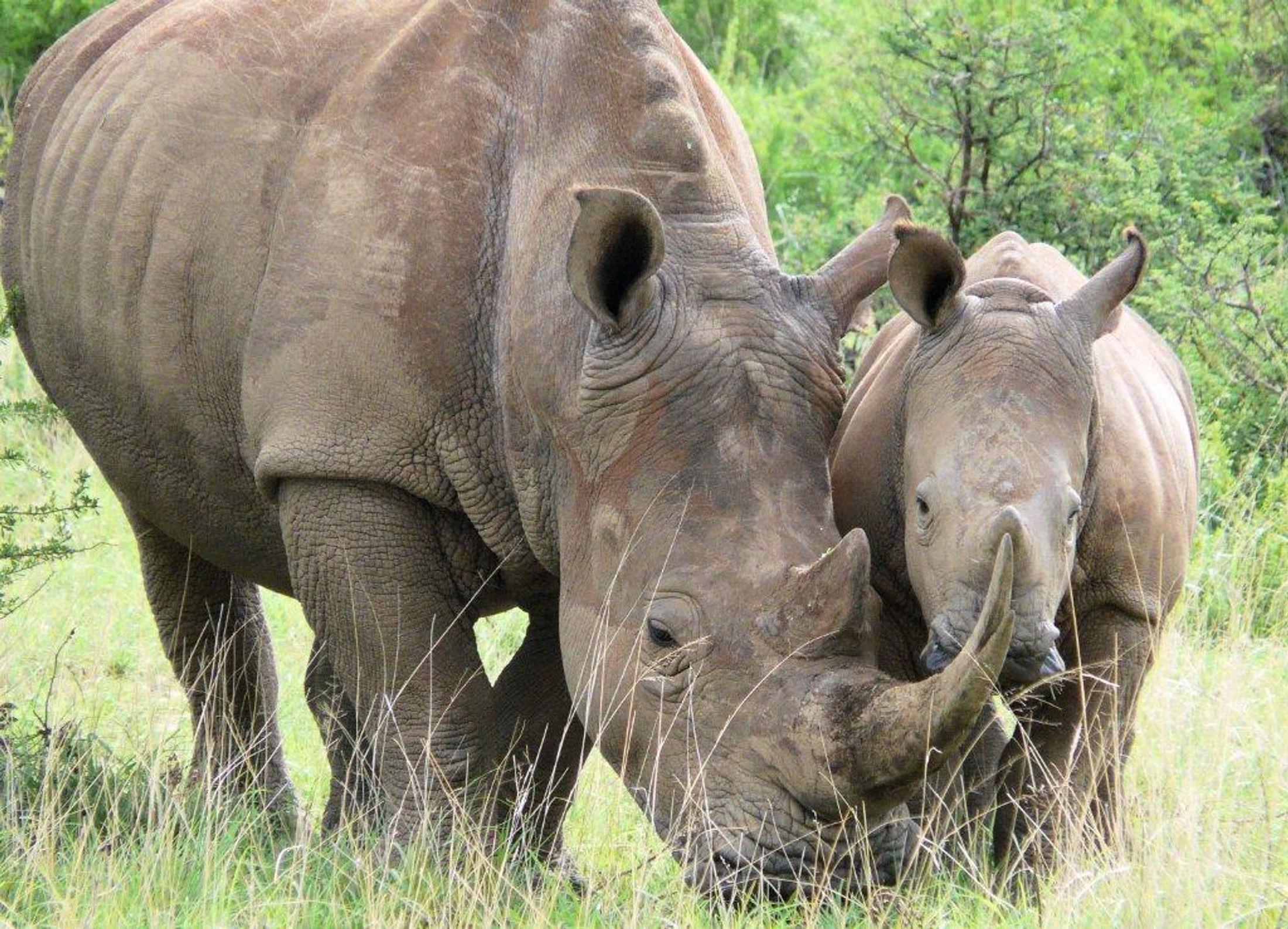 Extinction: African Animals To See Before They Go Extinct