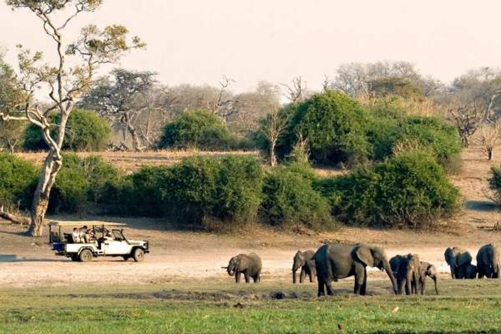 watching elephants in Kruger Park